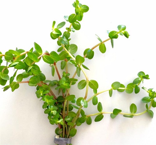 Rotala rotundifolia - Rotala à feuilles rondes bouquet